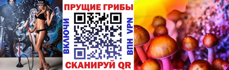 Галлюциногенные грибы Psilocybine cubensis  как найти наркотики  Гатчина 